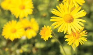 Sordum Sarı Çiçeğe